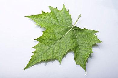 《小丑牌》现已登陆Switch 销量破200万套